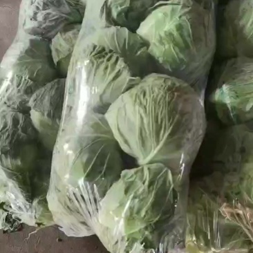 精品甘蓝