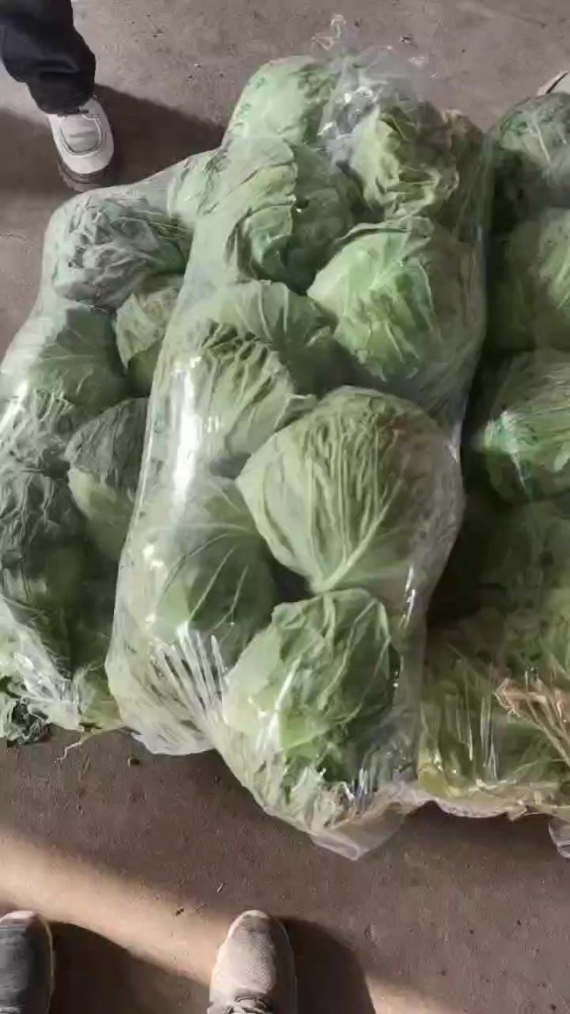 精品甘蓝
