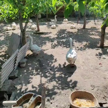 一年半大鹅