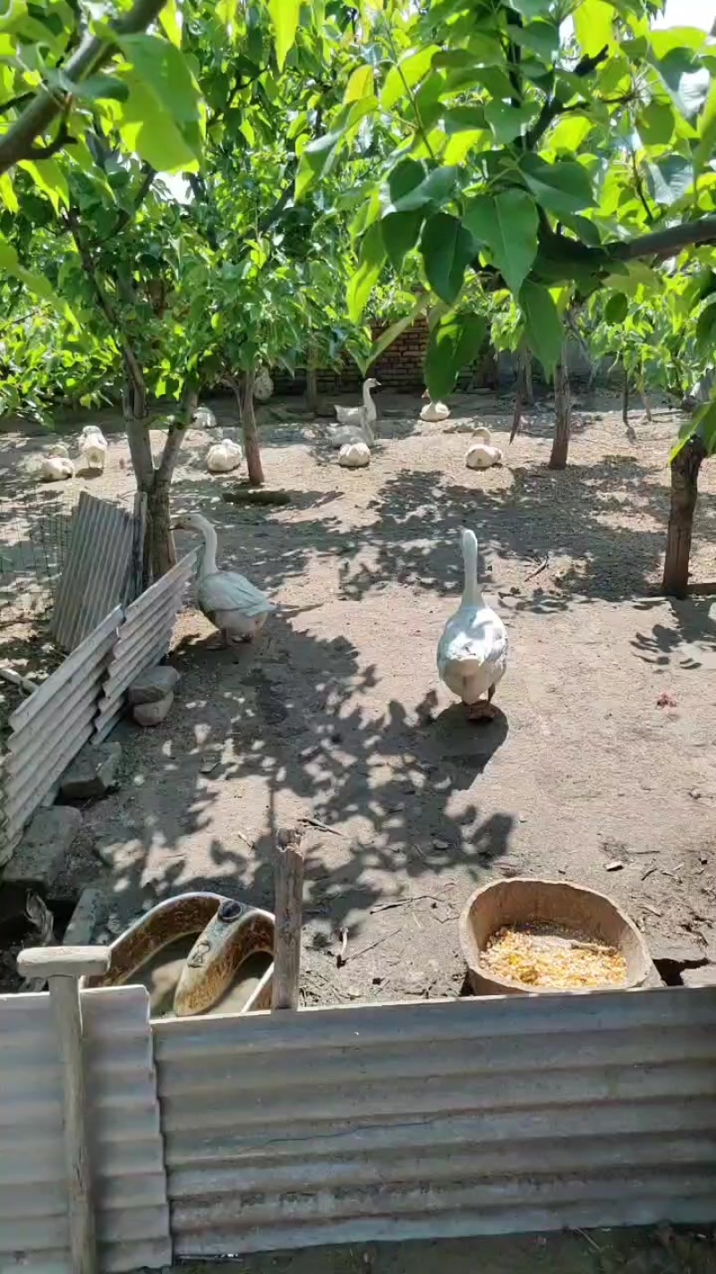 一年半大鹅