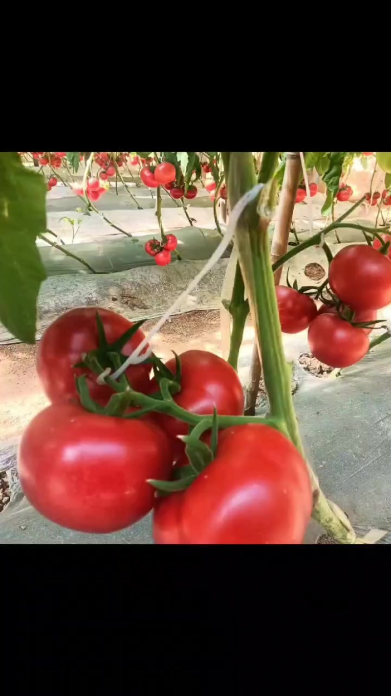 硬粉串果