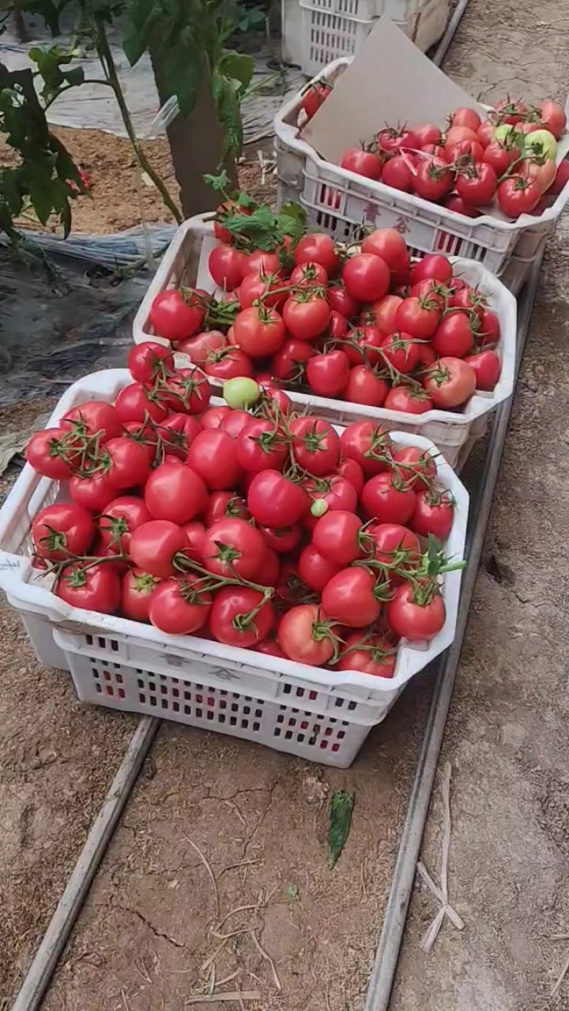 硬粉串果