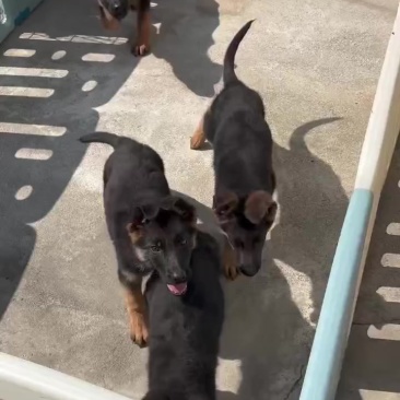 德牧