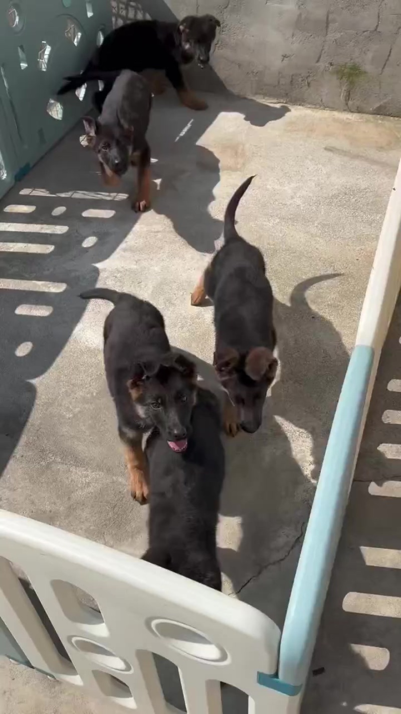 德牧