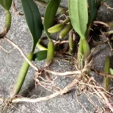 野生石橄榄