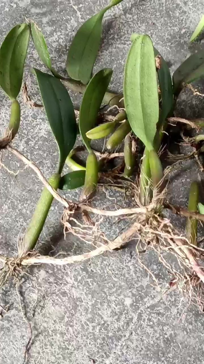 野生石橄榄