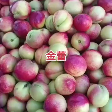 金蕾油桃