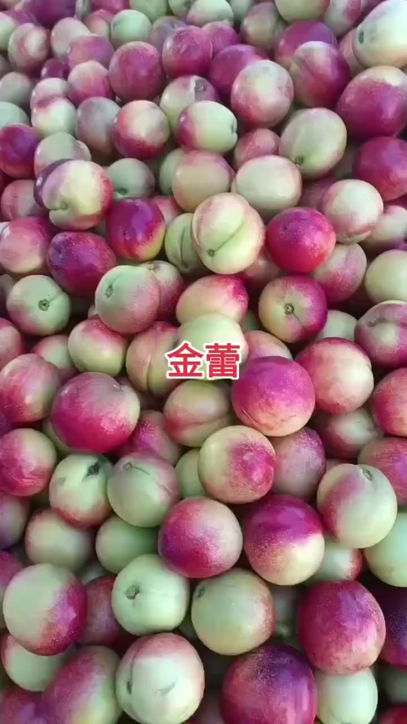 金蕾油桃