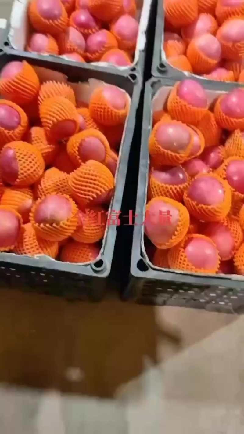 精品富士苹果