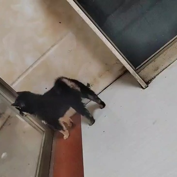 柴犬，豆柴母