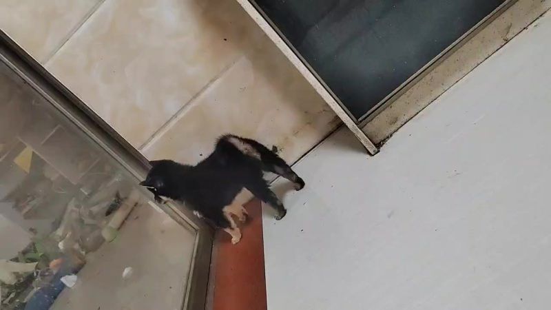 柴犬，豆柴母