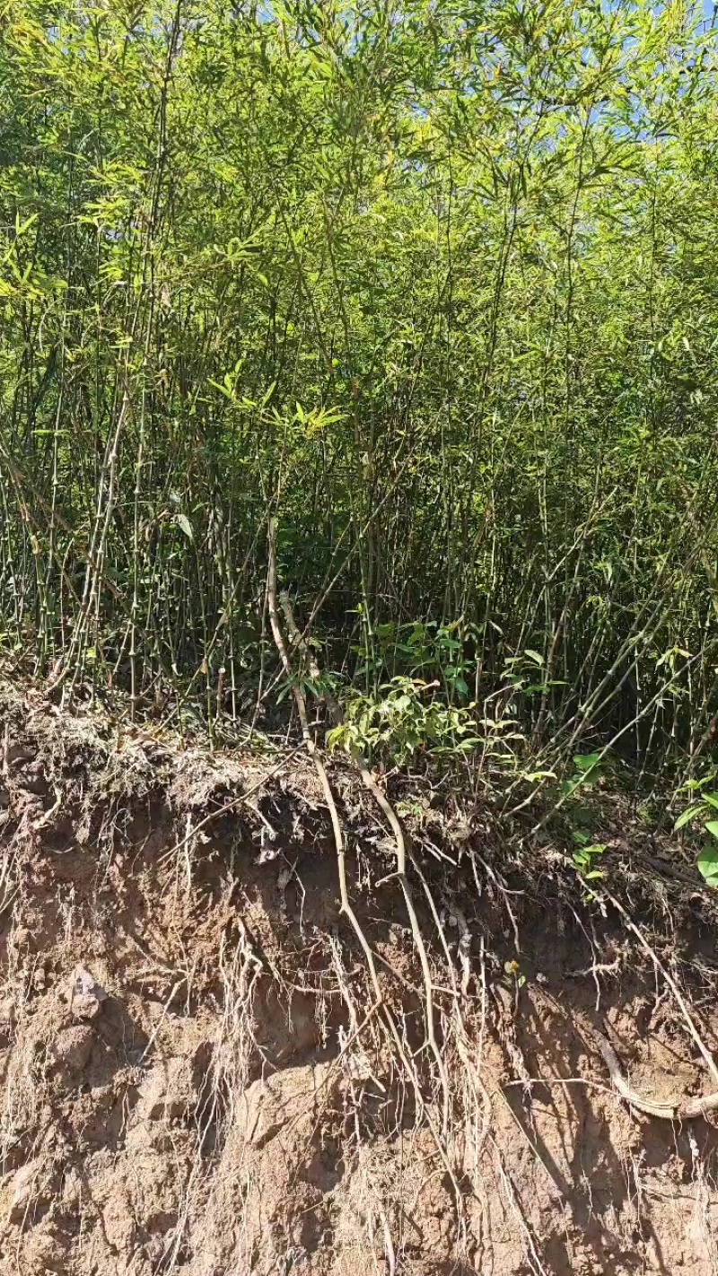 罗汉笋