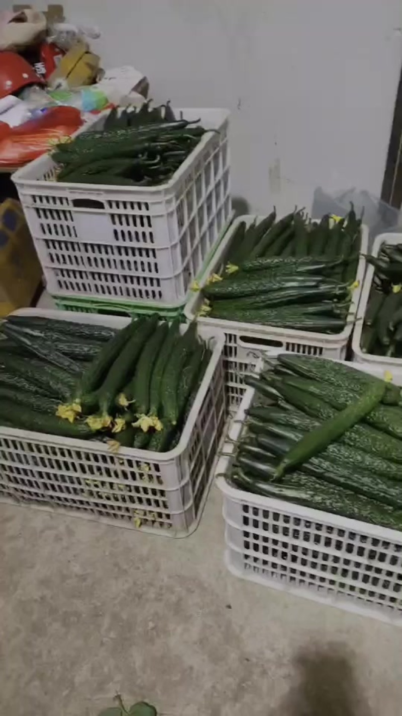 黄瓜大量上市，欢迎长期合作