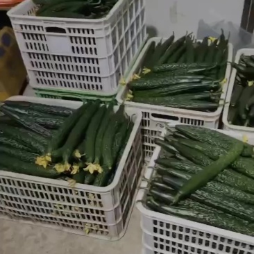 黄瓜大量上市，欢迎长期合作