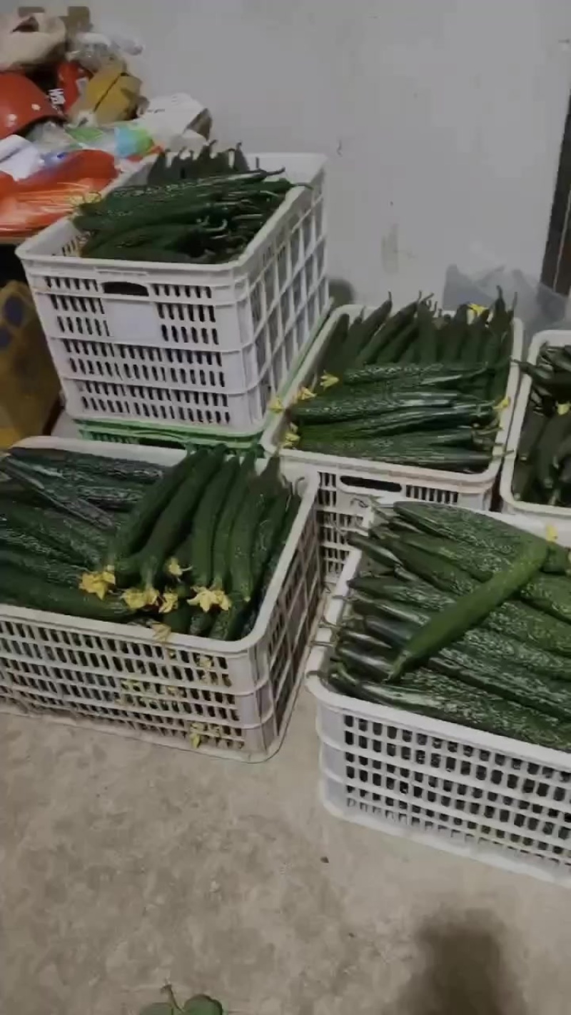 黄瓜大量上市，欢迎长期合作