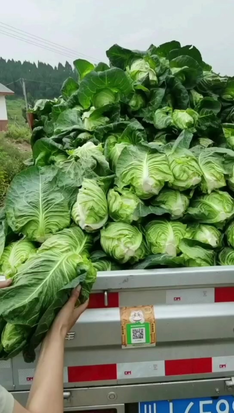 牛心甘蓝