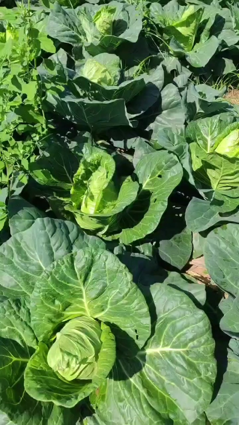 牛心甘蓝
