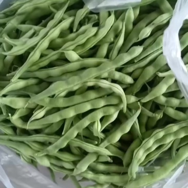 肉豆，四季豆