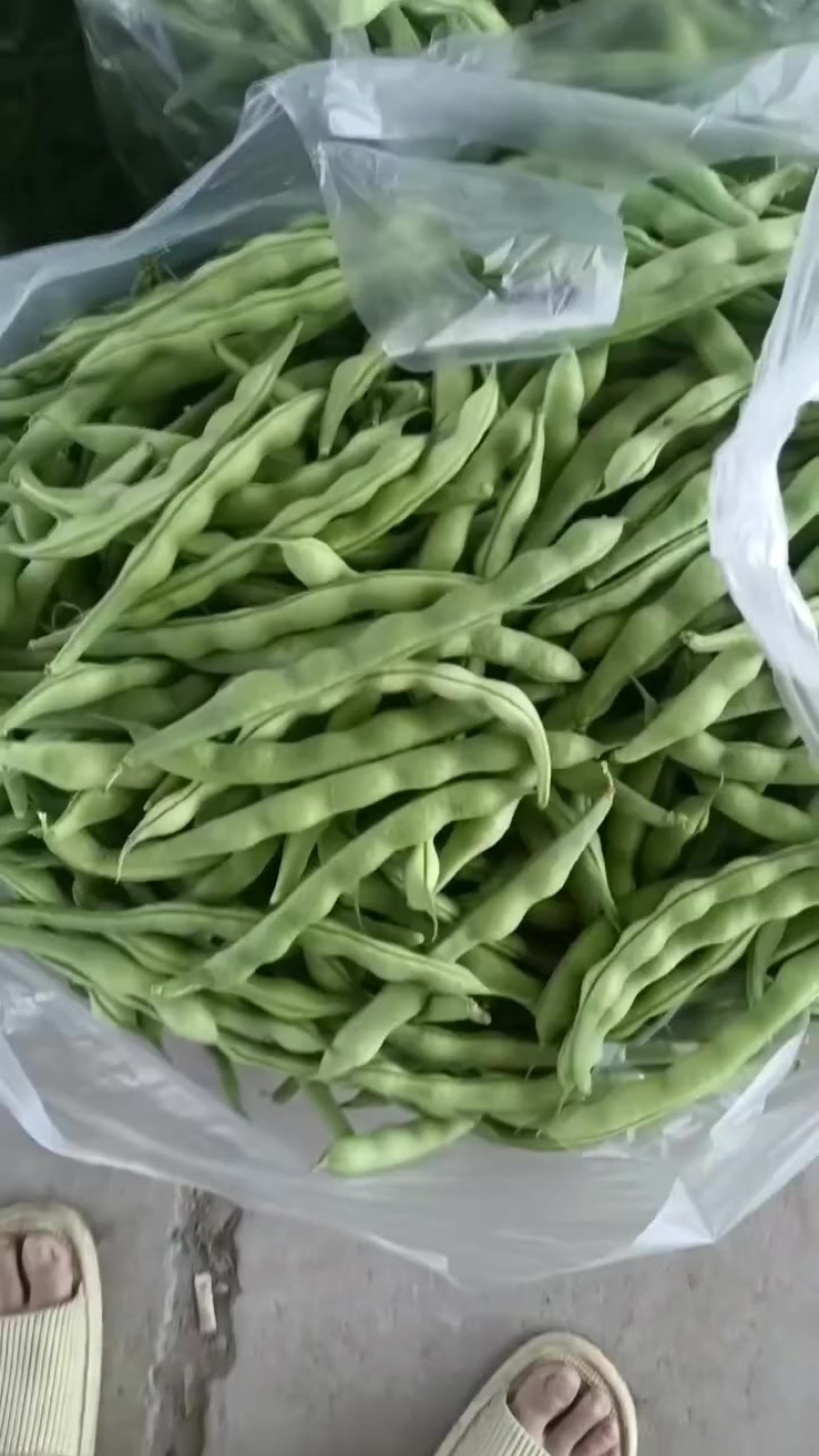 肉豆，四季豆