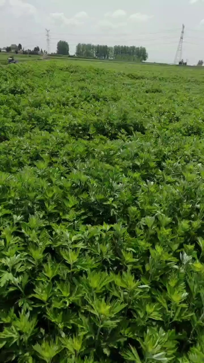艾草