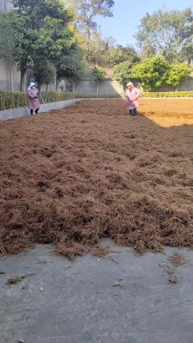 露水草干货，保质保量