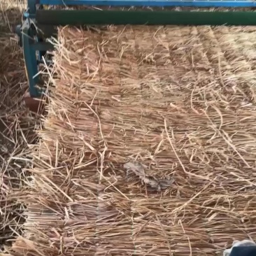 草苫子，草联，草垫子西瓜运输专用