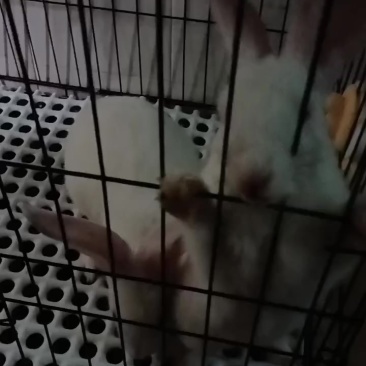 2只兔子5斤自己养的，喂萝卜白菜，小小个长大