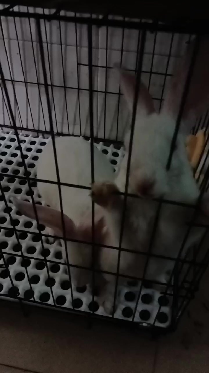 2只兔子5斤自己养的，喂萝卜白菜，小小个长大