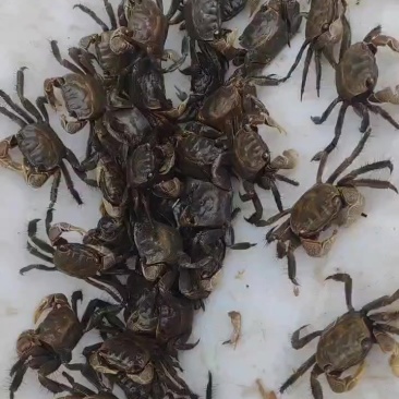 毛脚蟹，嘟噜子，鳑蜞，苗