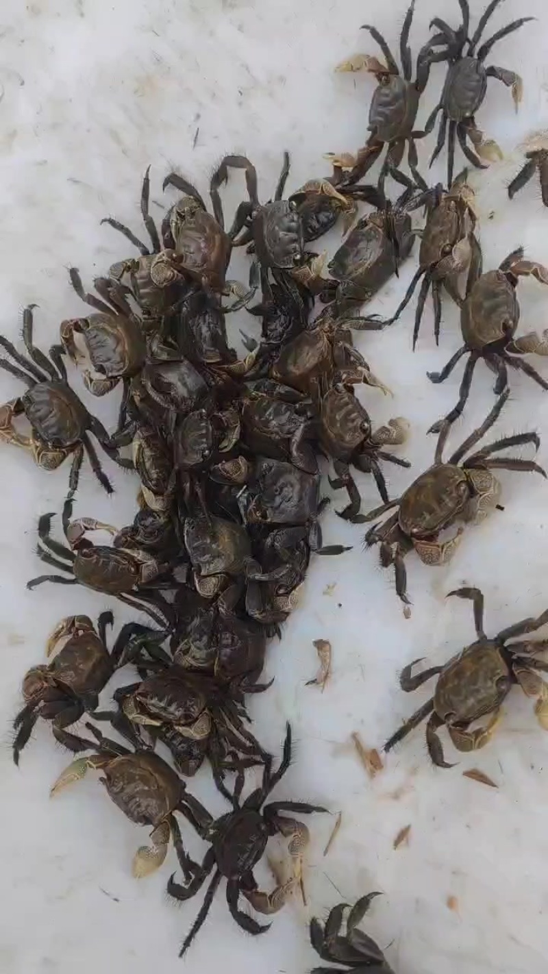 毛脚蟹，嘟噜子，鳑蜞，苗