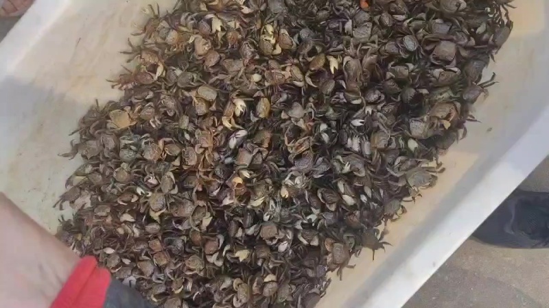 毛脚蟹，嘟噜子，鳑蜞，苗
