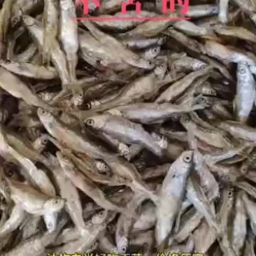 油炸小白肖，质量好需要的老板联系我***********