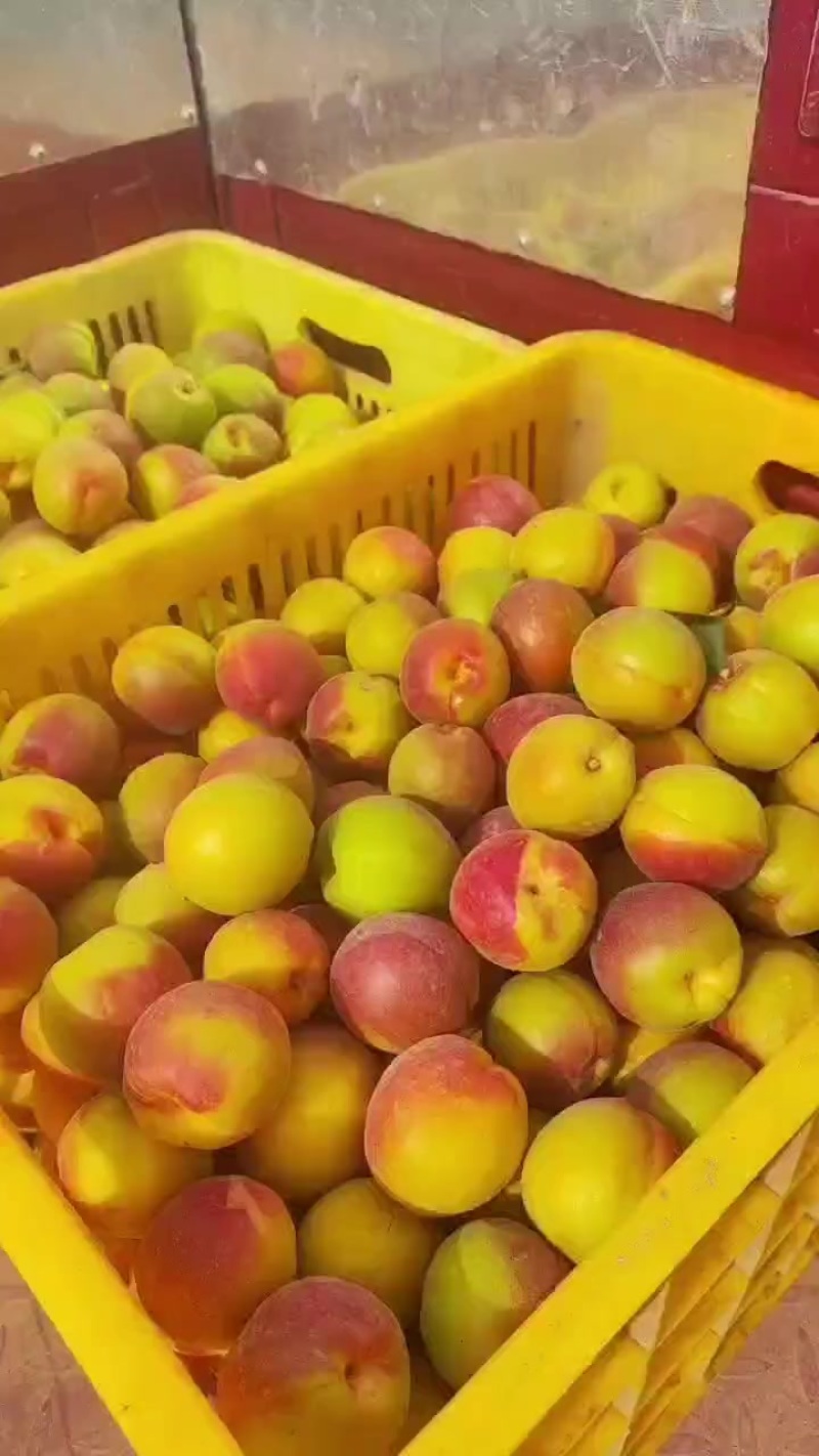 陕西咸阳礼泉县丰园红
