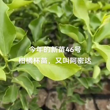 阿密达苗