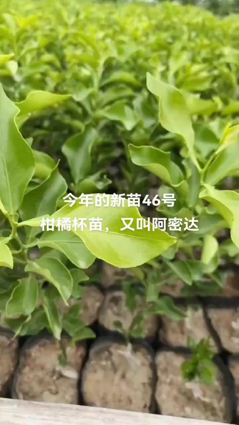 阿密达苗