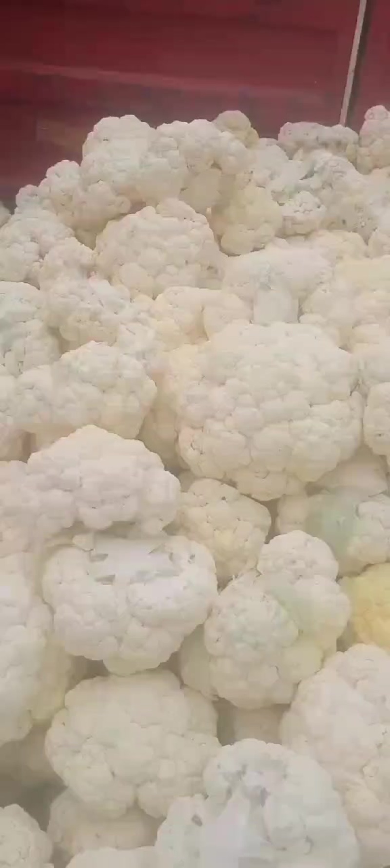 加工厂石菜200亩，价格超便宜想加工的打电话