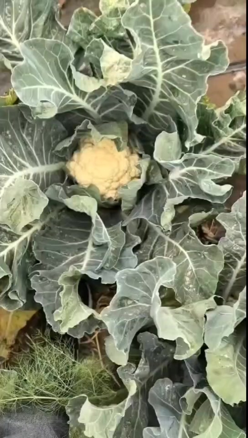 加工厂石菜200亩，价格超便宜想加工的打电话