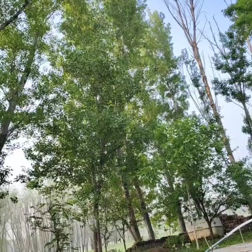 大杨树