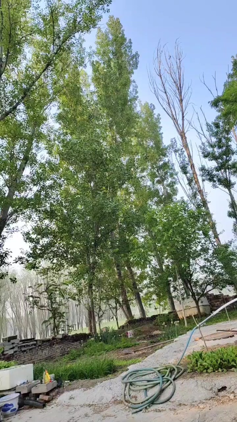 大杨树