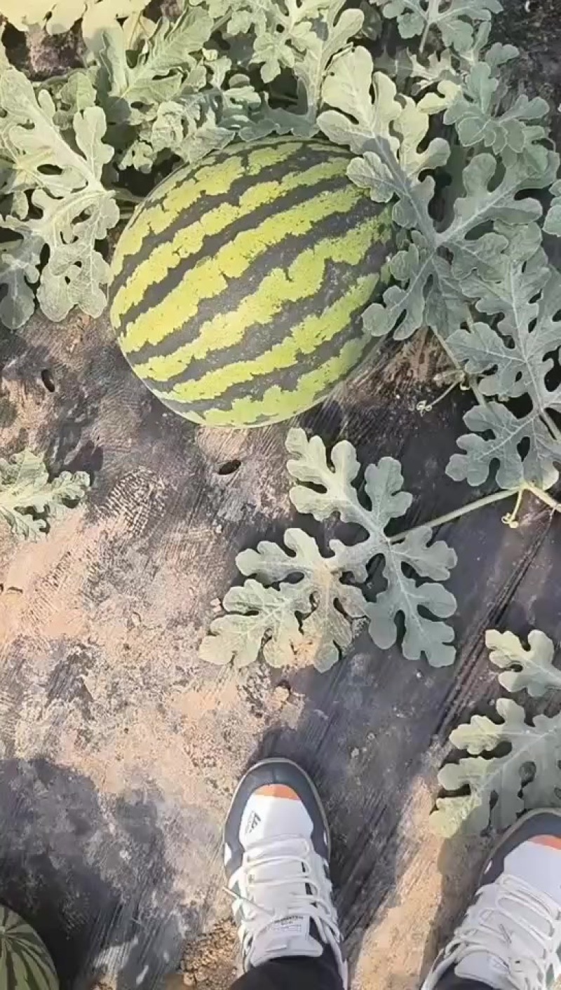 盖县锦王西瓜