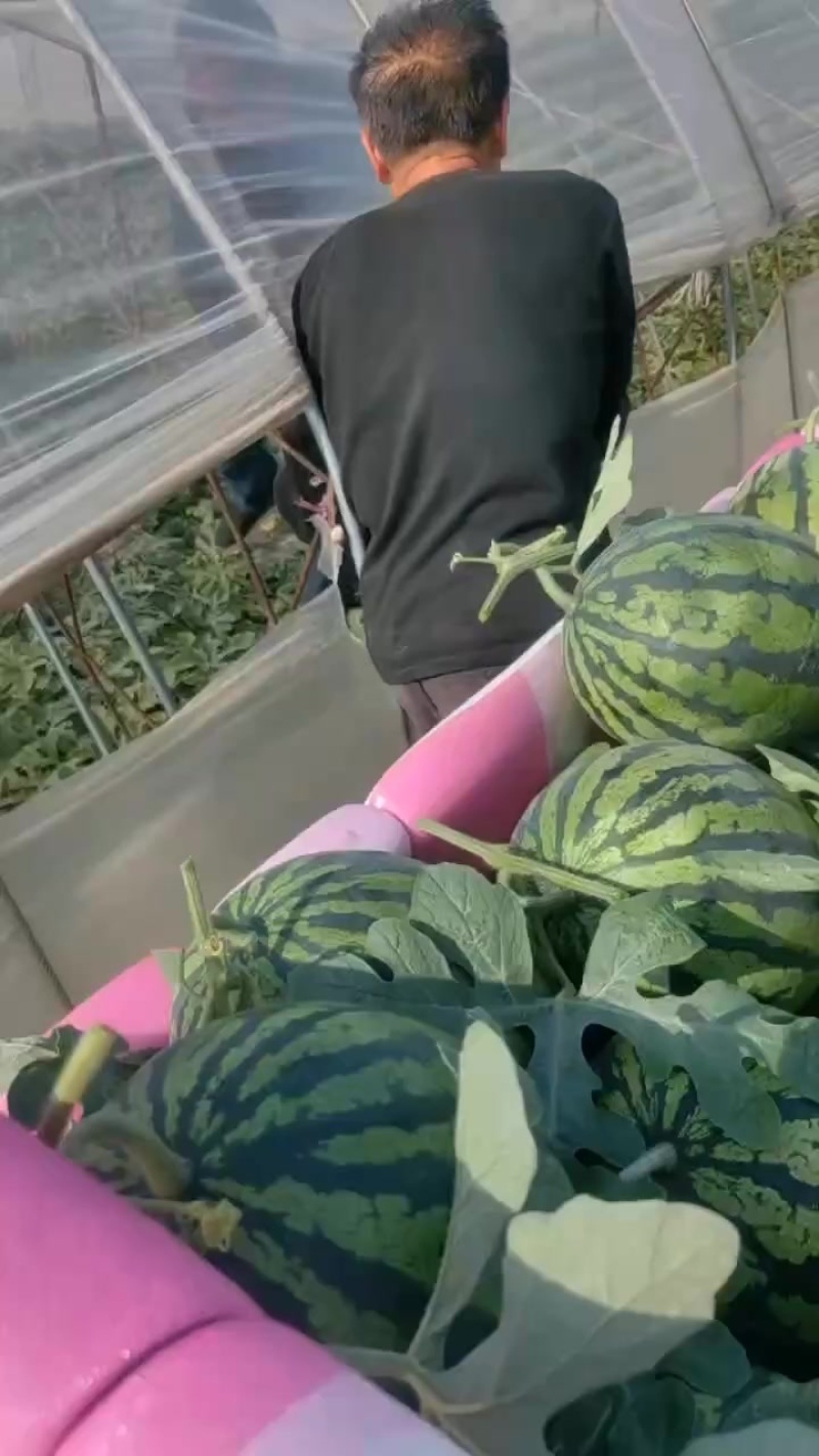 盖县锦王西瓜