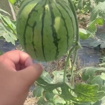 保定小吊瓜大量上市中