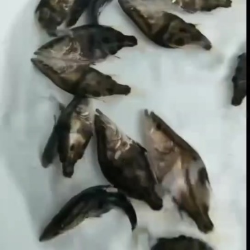 桂鱼苗，基地直发，顺风包邮到家