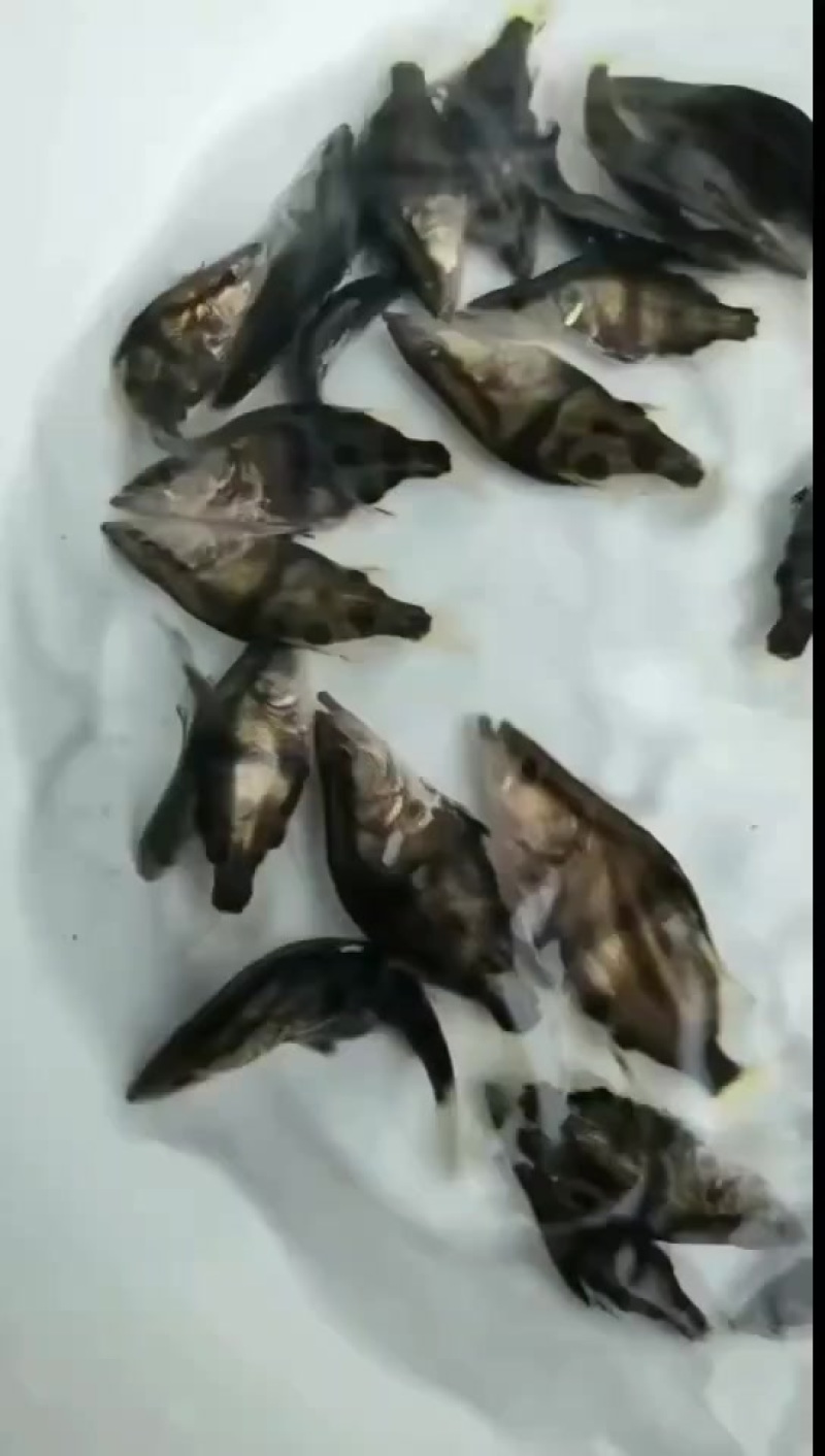 桂鱼苗，基地直发，顺风包邮到家