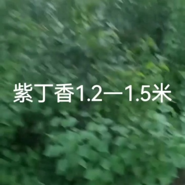 分支紫丁香1.2—1.5米
