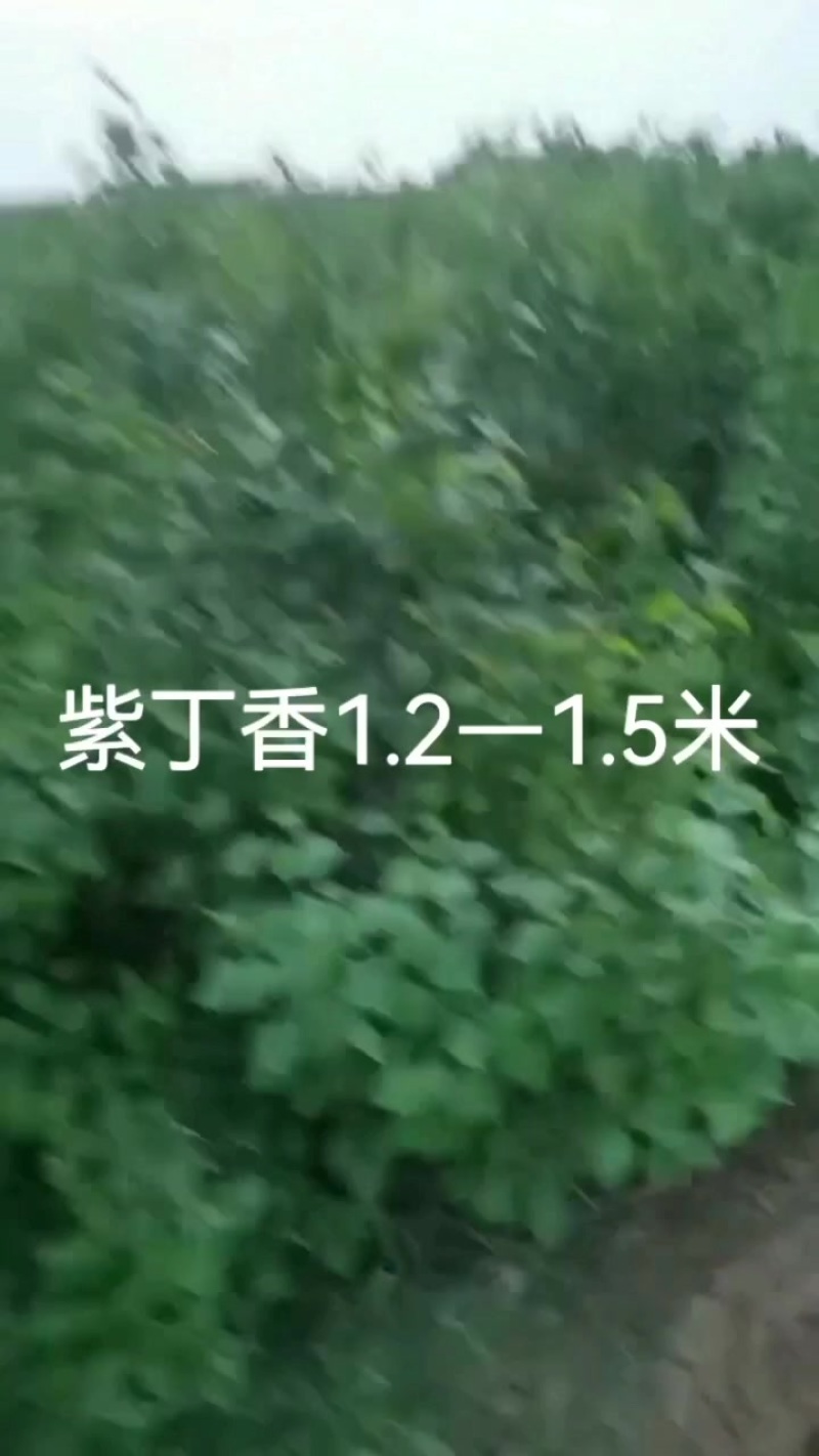 分支紫丁香1.2—1.5米