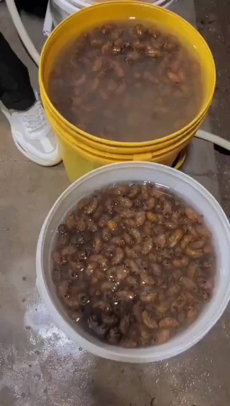 金蝉知了猴，速冻金蝉批发