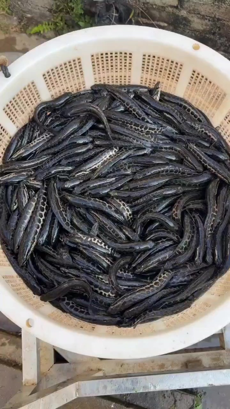 黑鱼苗，大量现货
