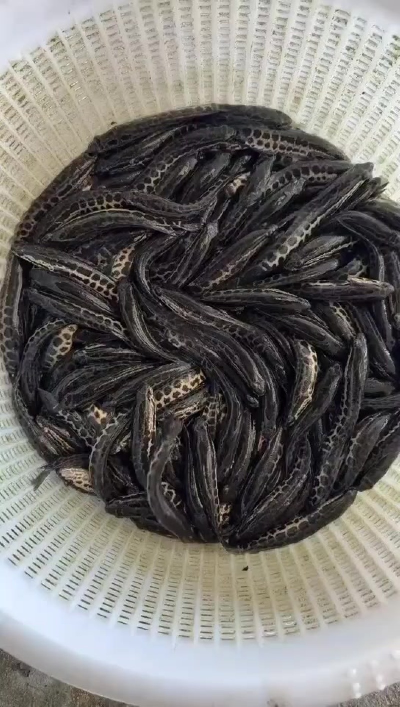 黑鱼苗，大量现货
