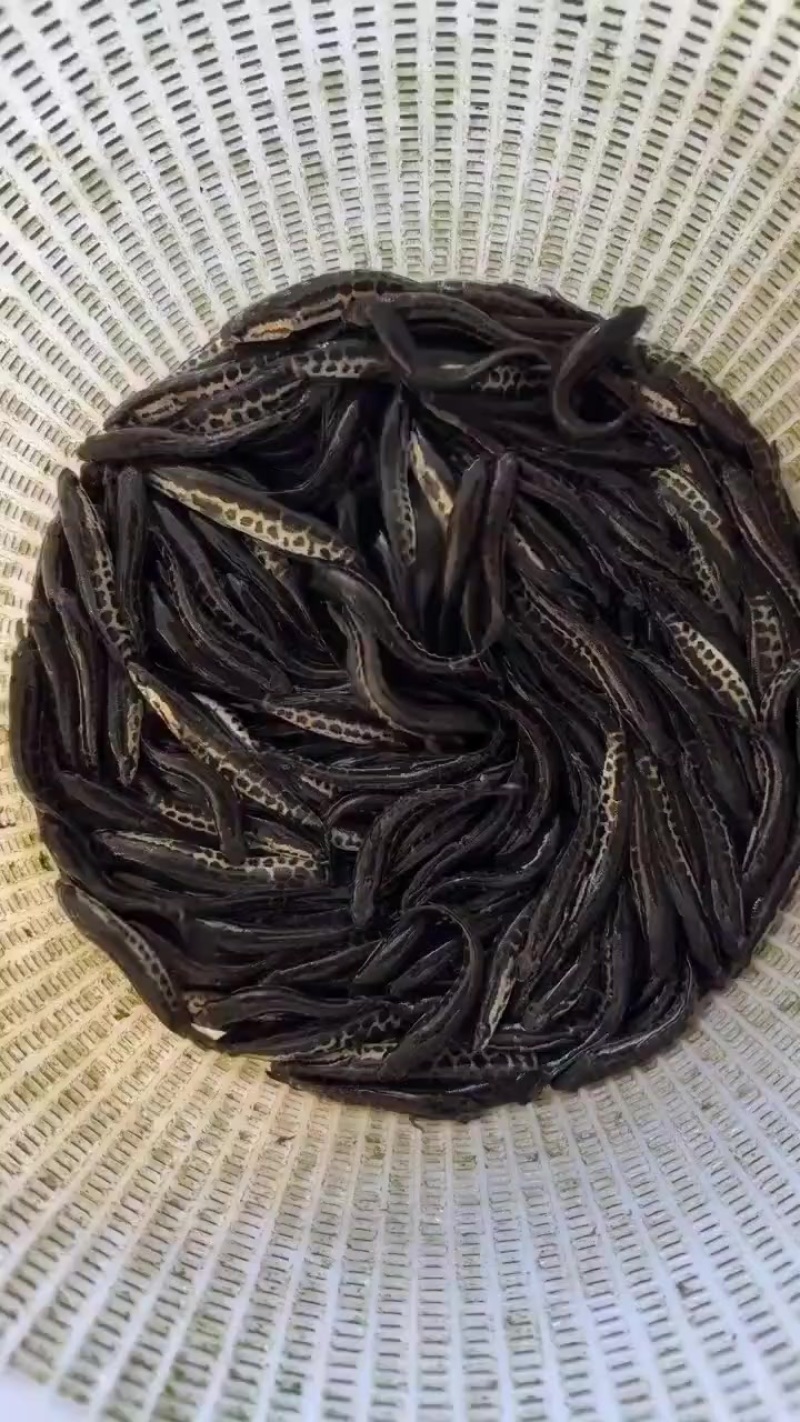 黑鱼苗，大量现货